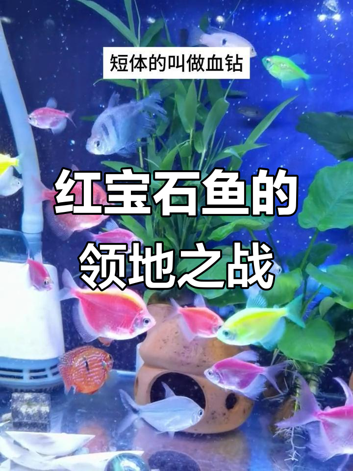 红宝石鱼领地意识强,繁殖期攻击性强,不宜与温顺鱼类混养
