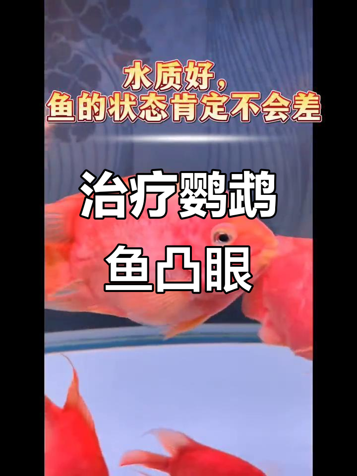 鹦鹉鱼凸眼头洞治疗全攻略,细节决定成败