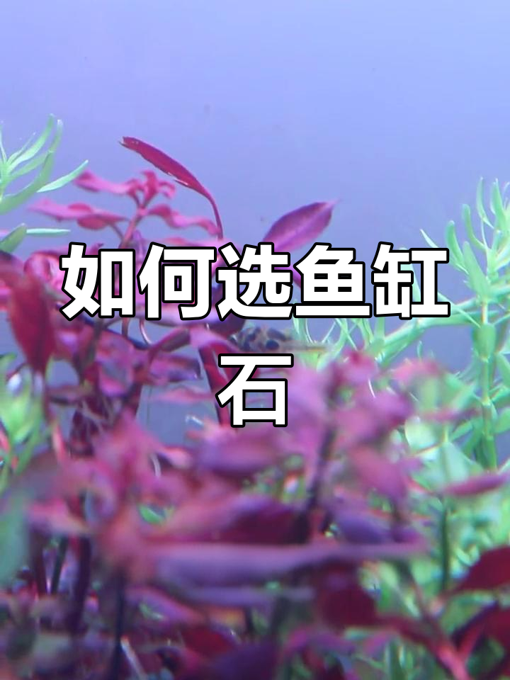 鱼缸造景石头选择指南:三种常见材质对比