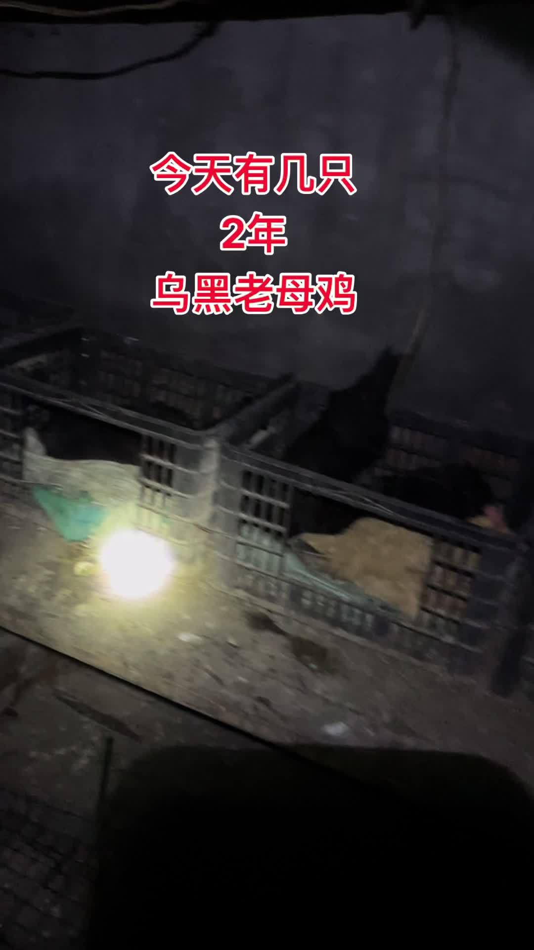 今天有几只乌黑老母鸡需要私信 生态散养 乌骨鸡 五黑鸡 老母鸡