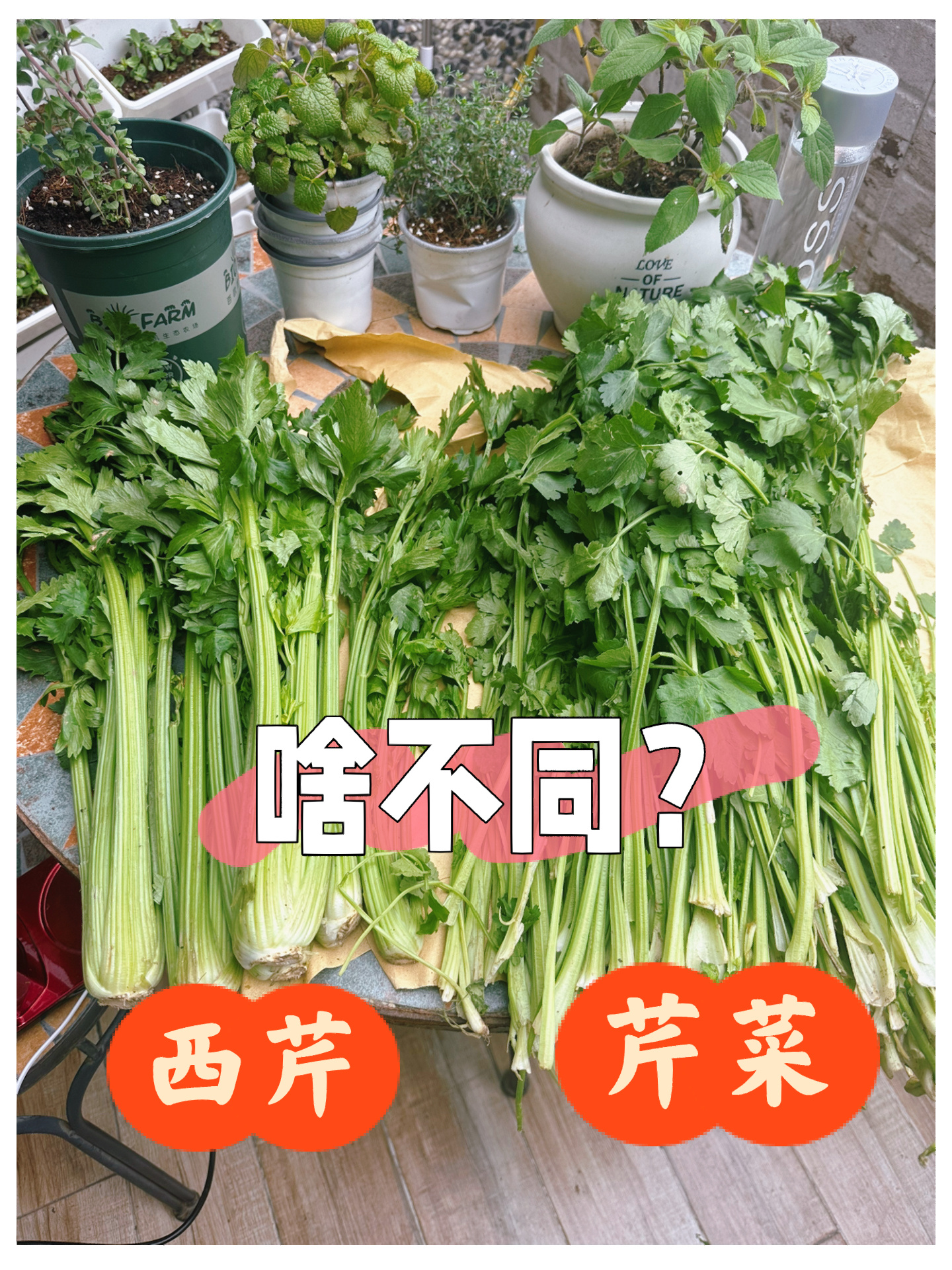 西芹vs芹菜的区别