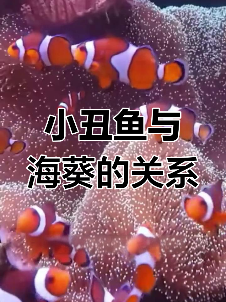 小丑鱼为何成了海葵的“亲爹”?共生关系揭秘