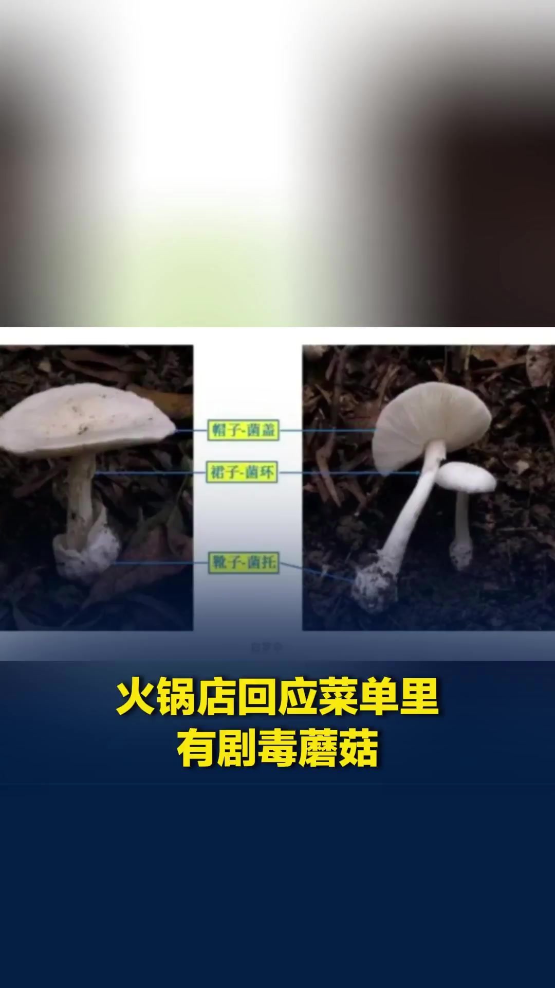 河南郑州一火锅店菜单现剧毒“白罗伞”，商家最新回应：是名字打错了，实为鹅蛋菌