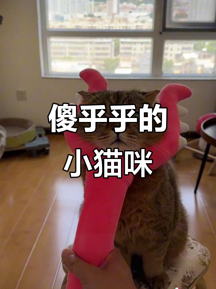 隔壁泡芙小猫的“特殊技能”是什么?小区流浪猫挑战来袭