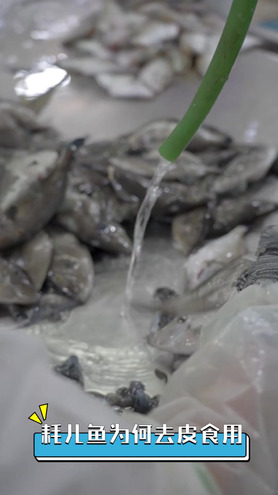 耗儿鱼为何去皮食用