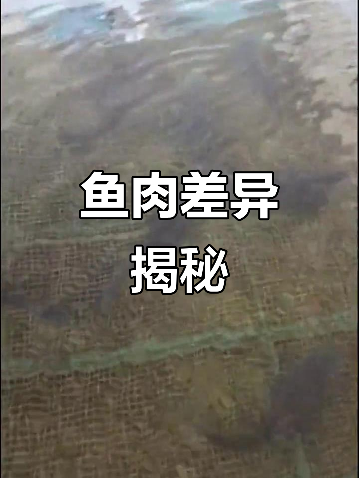 江鱼鲜美,肉质紧实,湖水鱼则土腥味重