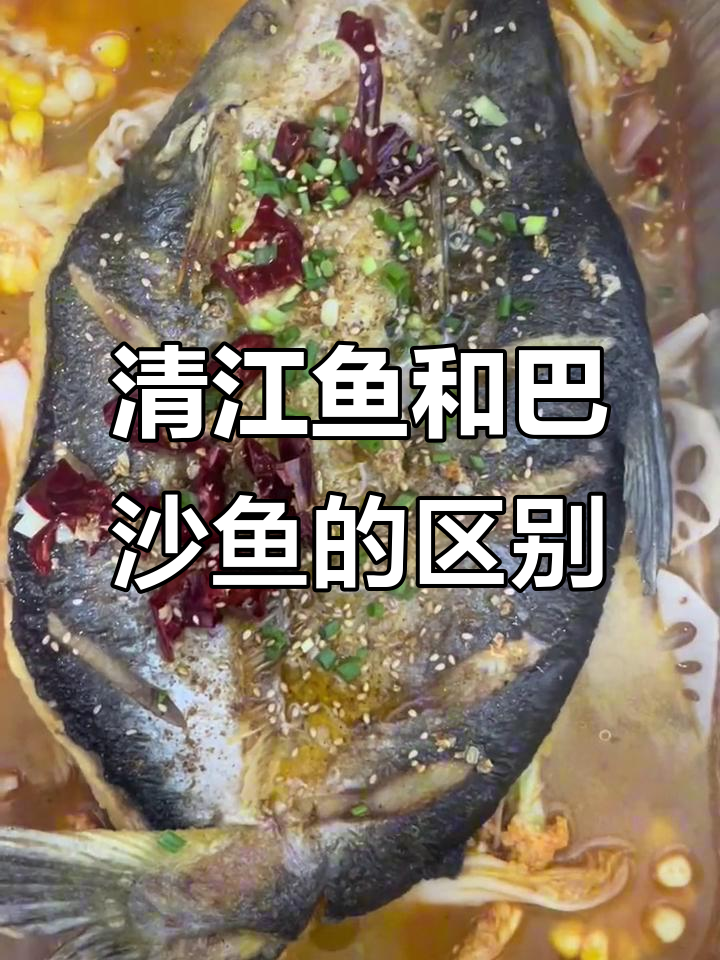 清江鱼与巴沙鱼的口感大不同,试过才知道哪个更美味