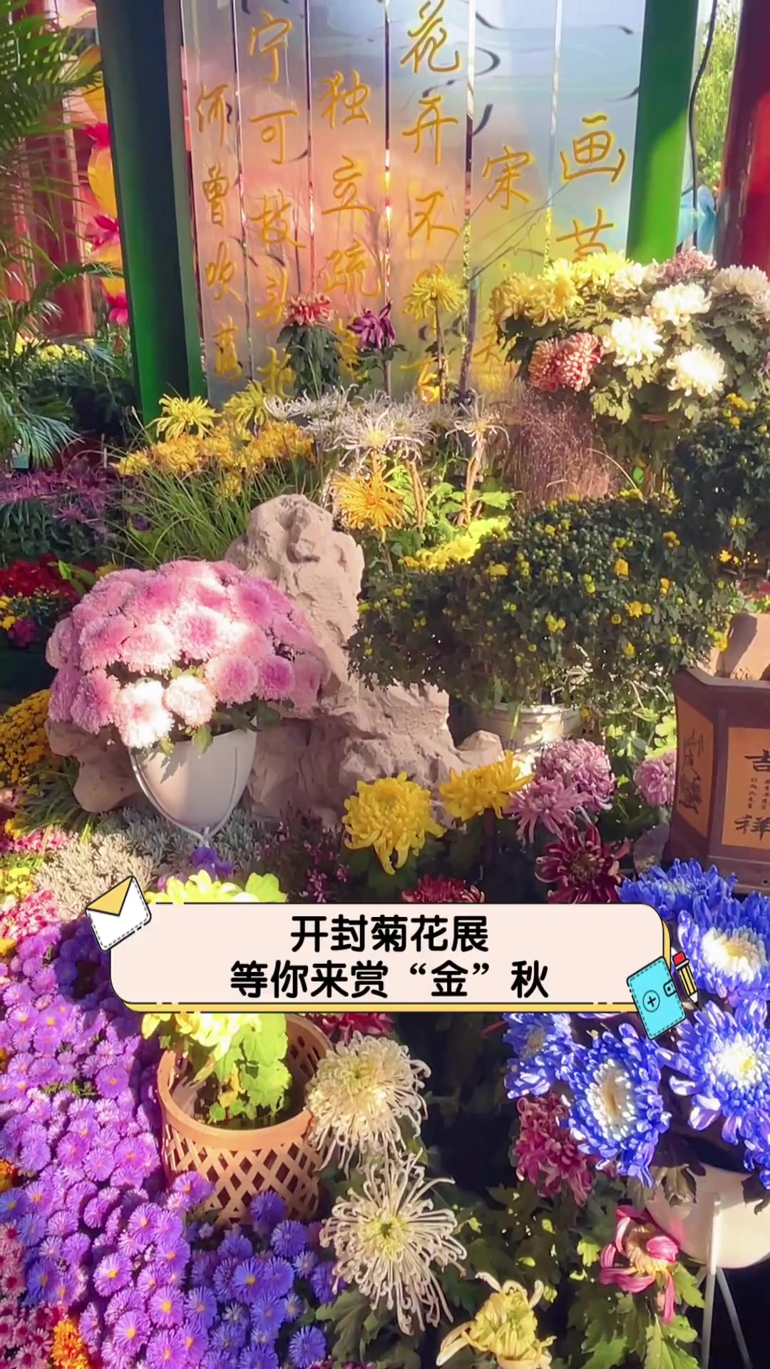 开封菊花展,等你来赏“金”秋