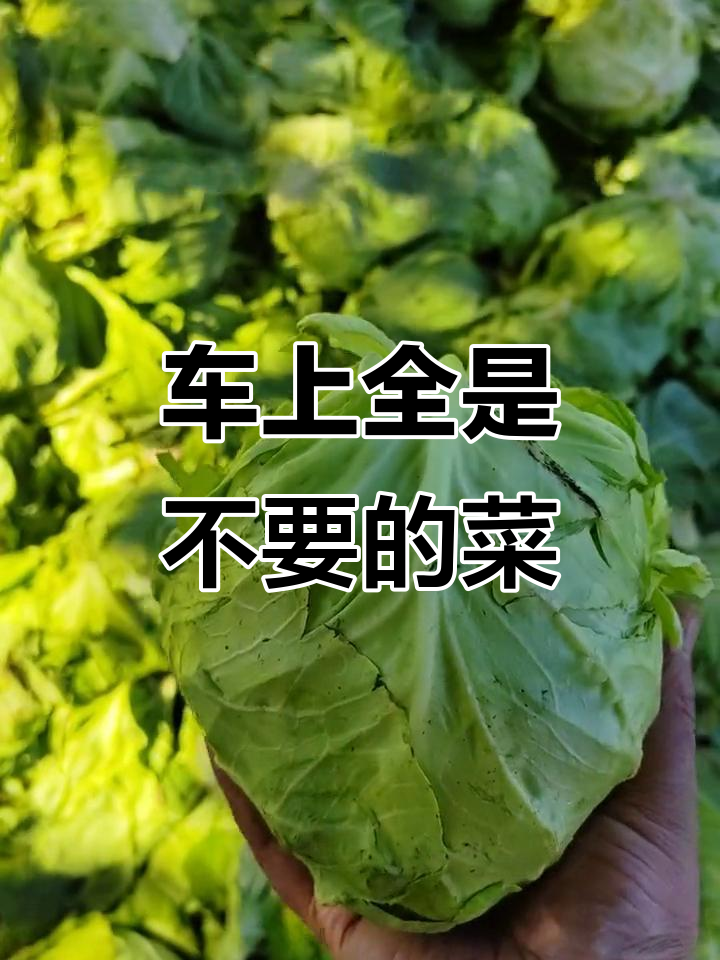 车里堆满了没人要的菜,连圆麦菜和大白菜都扔了
