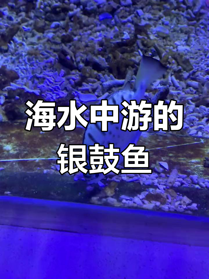 银鼓鱼:海水中的猛兽,背鳍有毒别靠近
