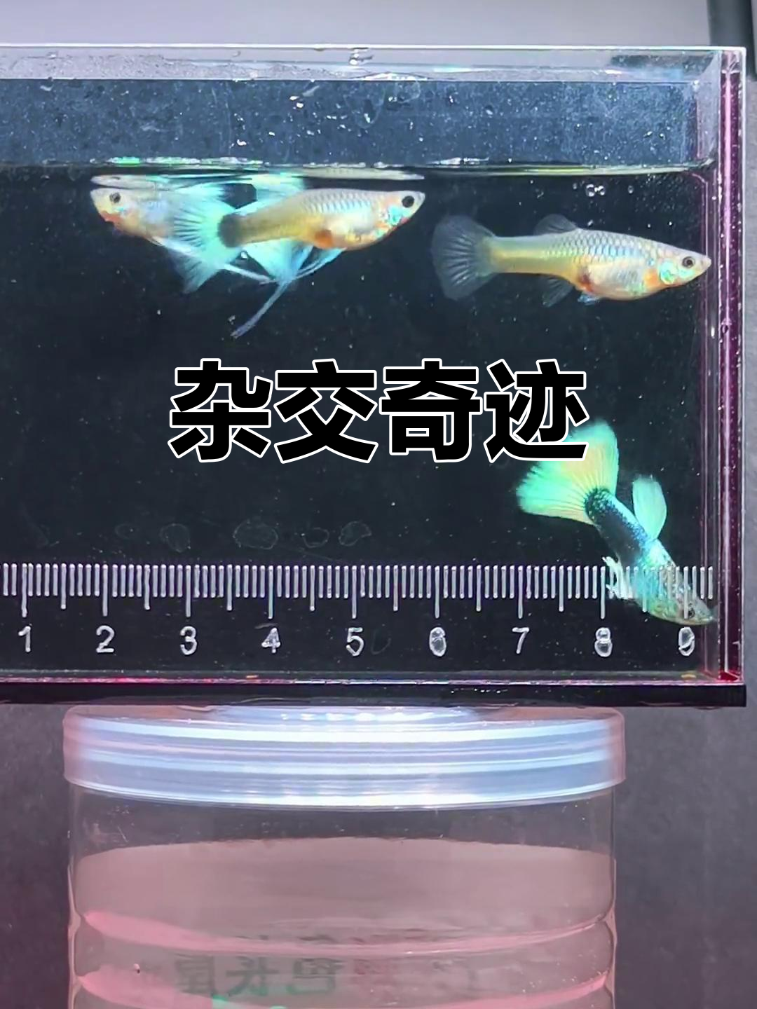 黄礼服与白金礼服的杂交，竟能生出豹纹小鱼！