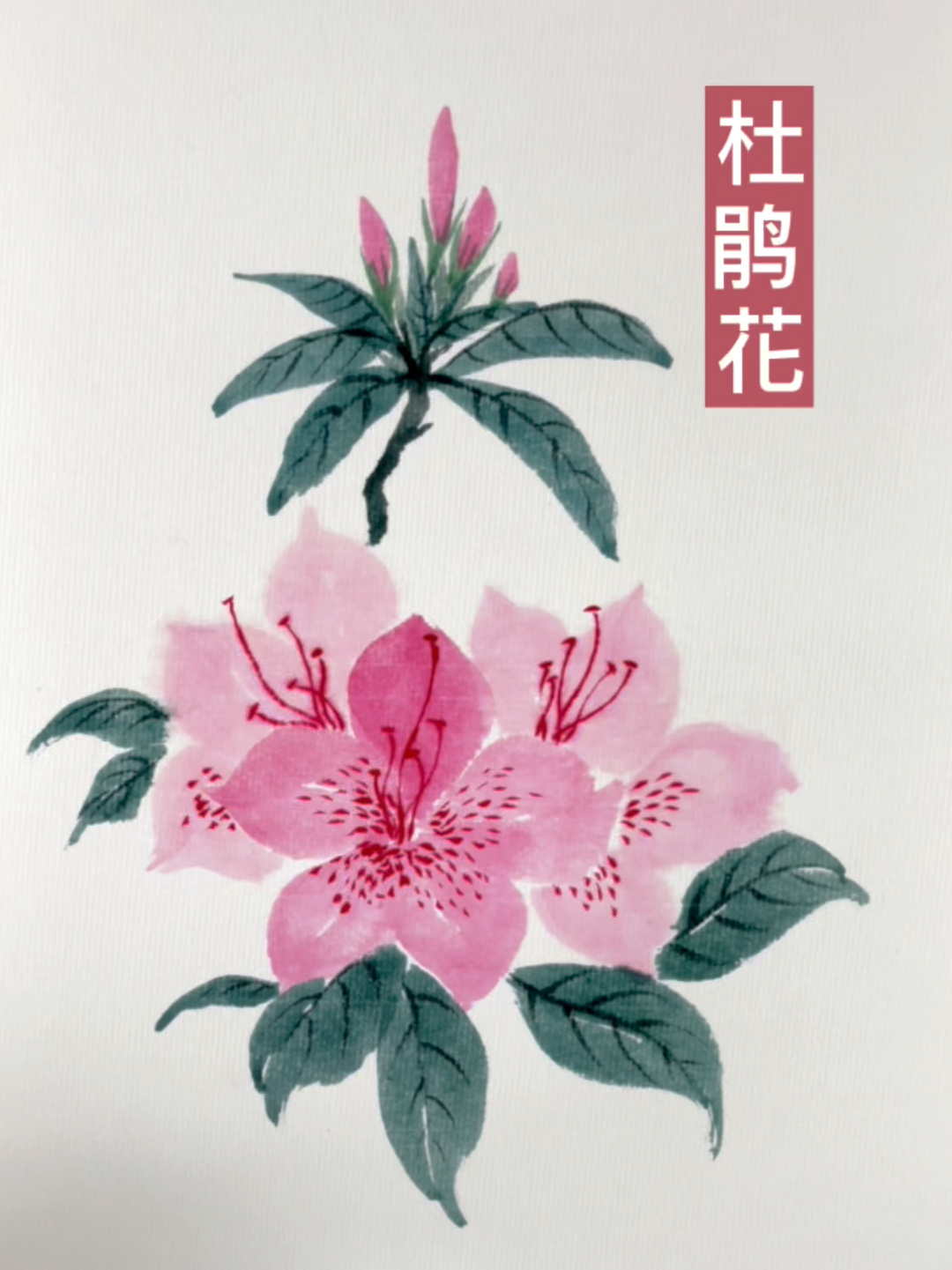 适合初学者的国画杜鹃花