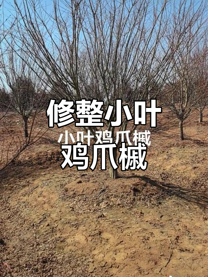 小叶鸡爪槭修剪技巧,打造完美效果