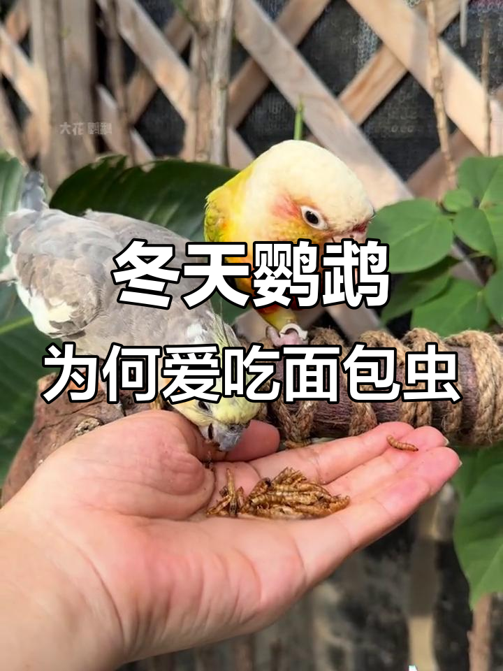 冬季鹦鹉必吃面包虫,补充蛋白质和脂肪