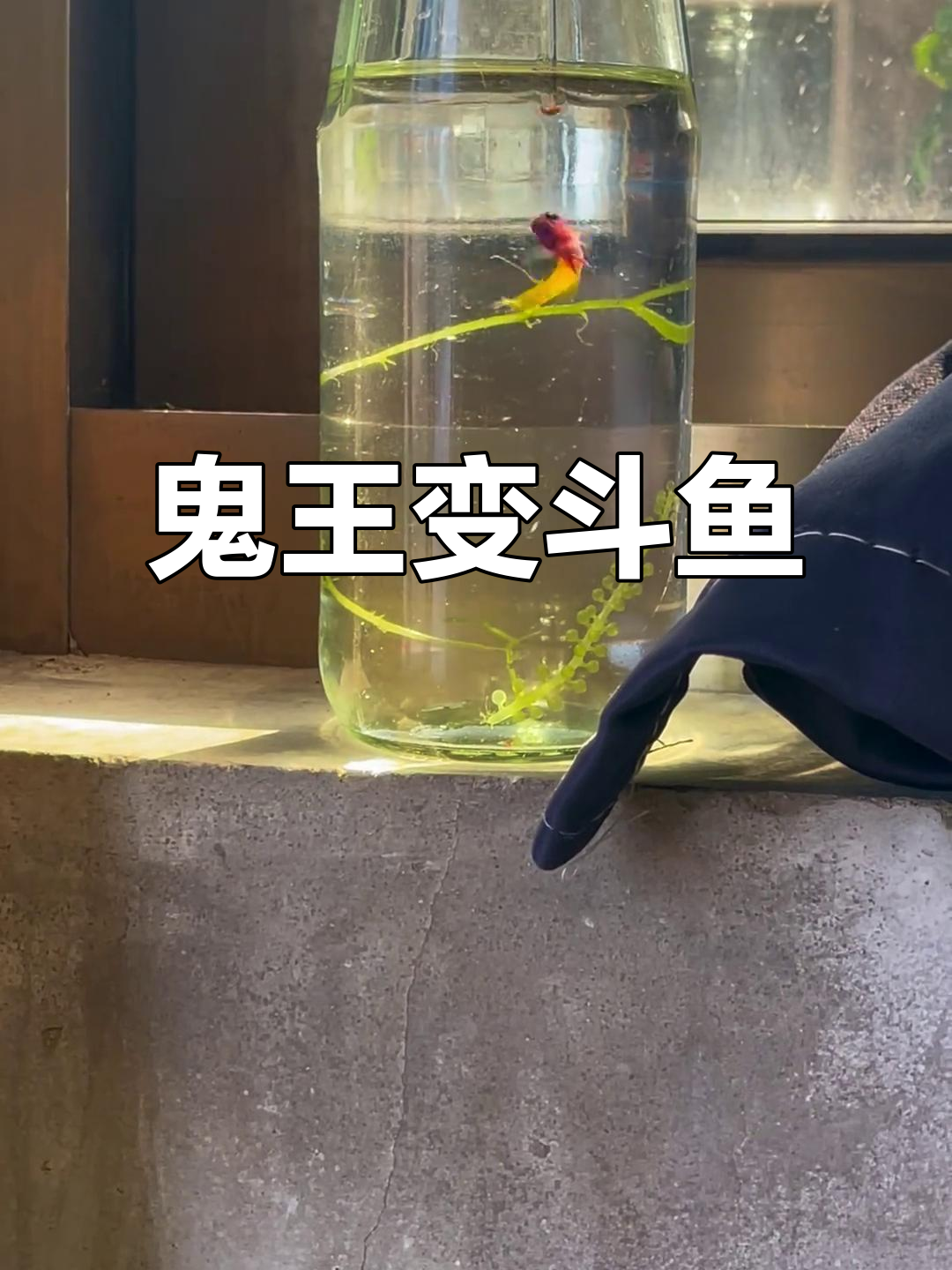 美国鬼王变身泰国斗鱼,挑战极限养殖!