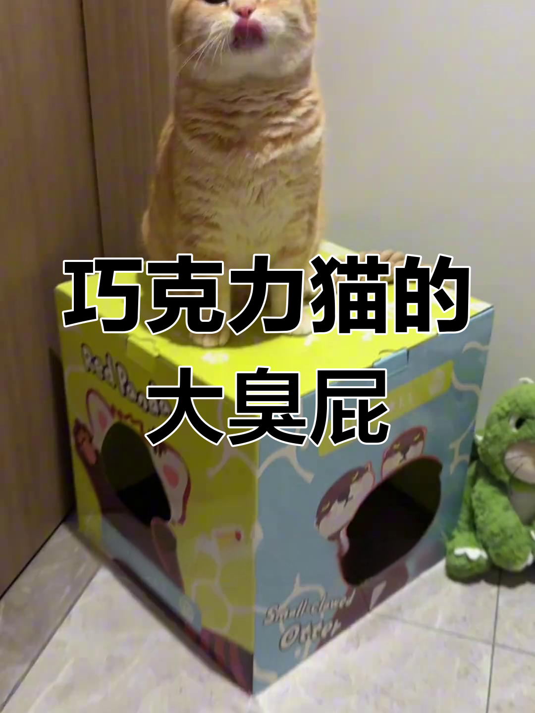 巧克力猫的搞笑日常:生气时的可爱反应与新猫窝揭秘