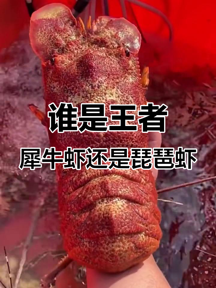 犀牛虾与琵琶虾：谁才是真正的海鲜之王？