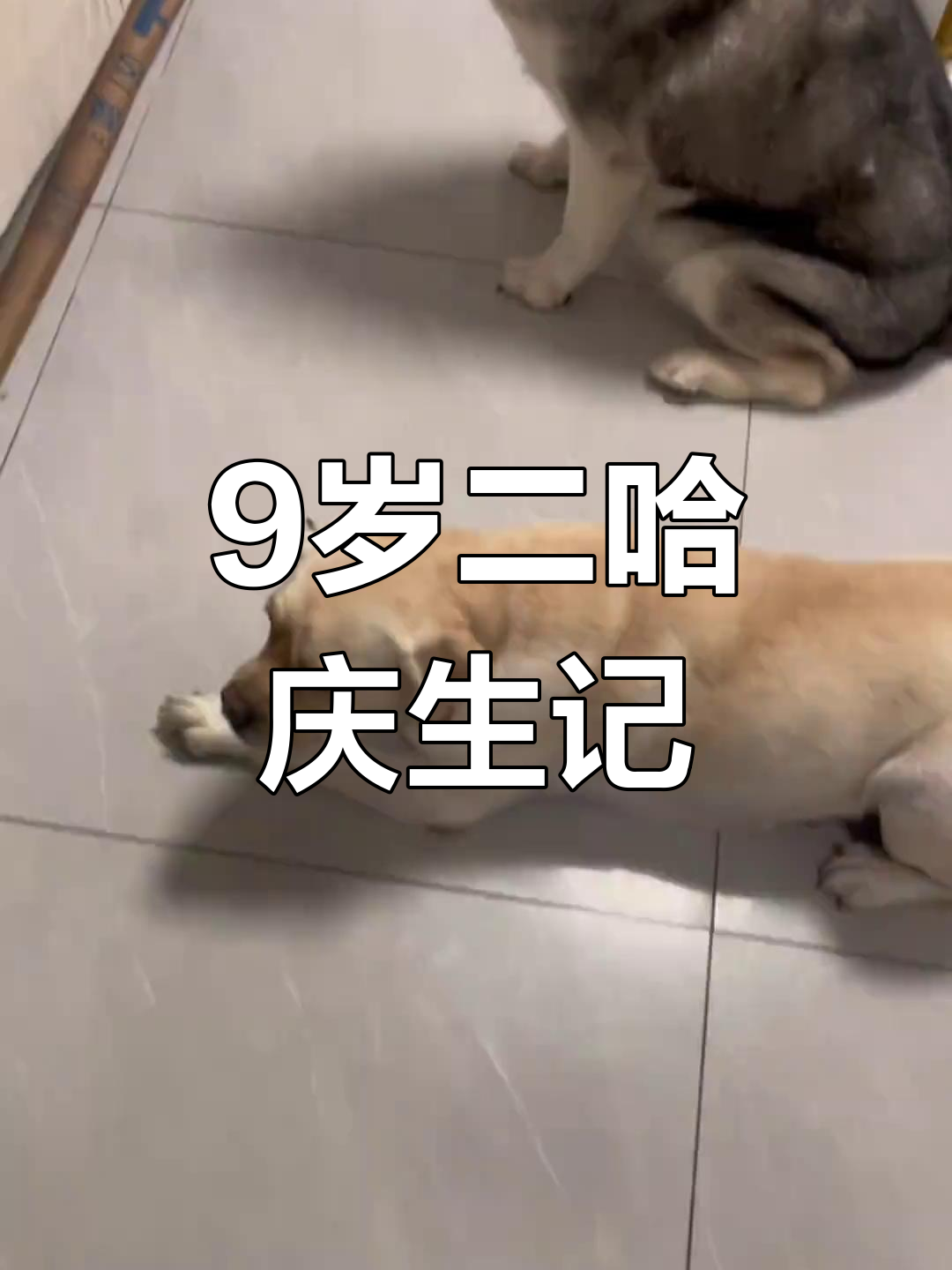 九岁哈士奇过生日,蛋糕和愿望一起庆祝