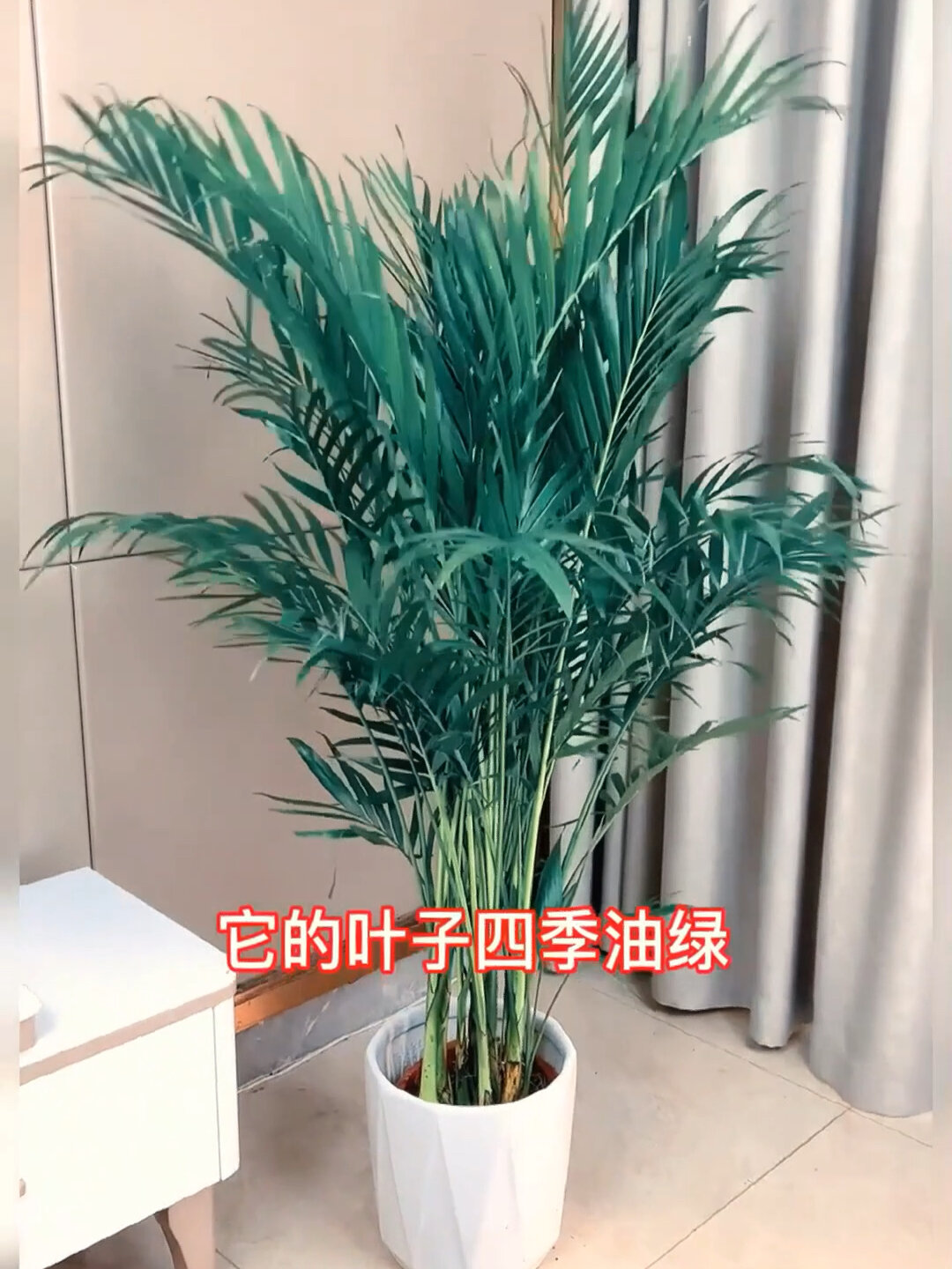 富贵椰子有“大富大贵”的寓意