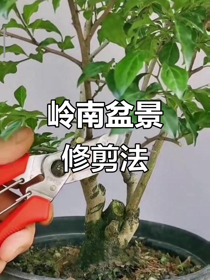 岭南派盆景修剪技巧:从短节到二次修枝,打造完美造型