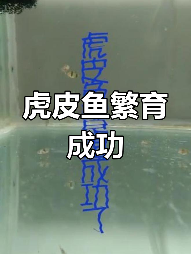 虎皮鱼成功繁殖,斑马鱼产卵揭秘