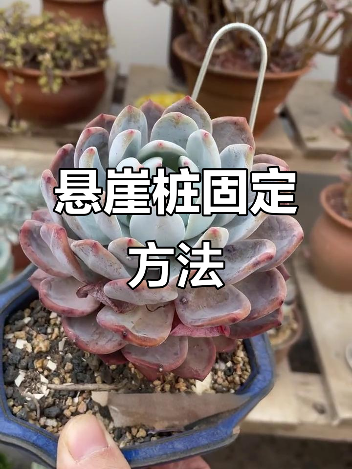 多肉老桩造型技巧，轻松固定悬崖桩