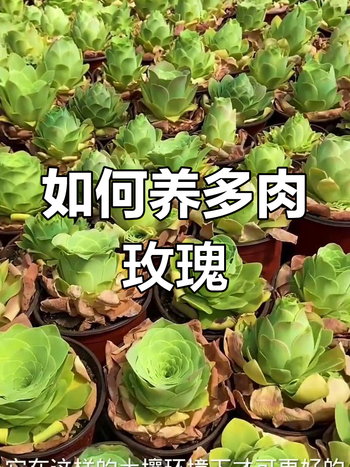 多肉玫瑰养殖全攻略