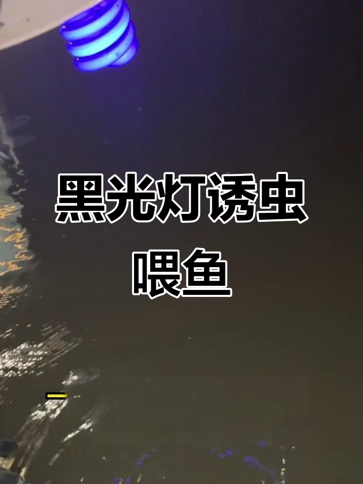 太阳能黑光灯诱虫喂鱼,双灯设计提高效率