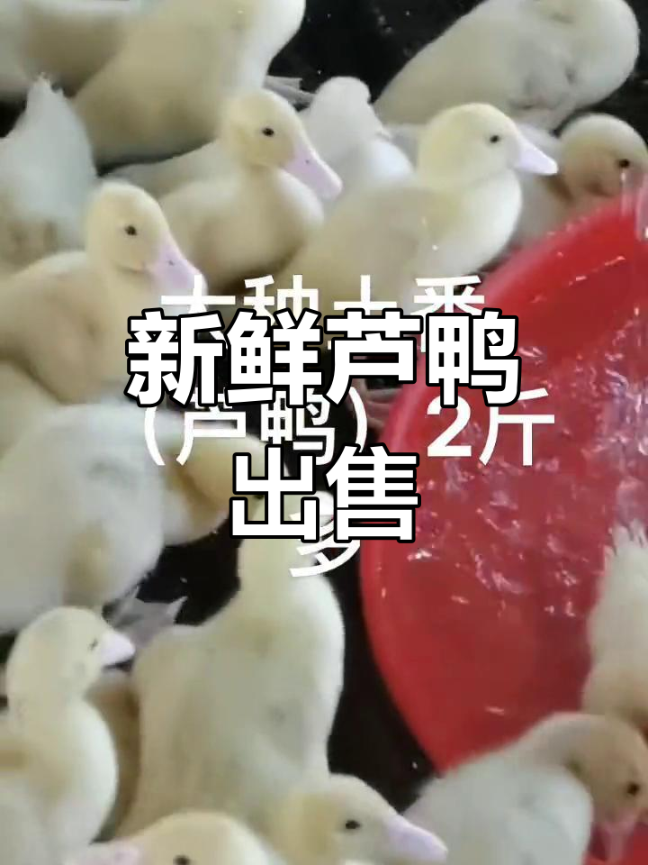 健康芦鸭,2斤多肉质鲜美