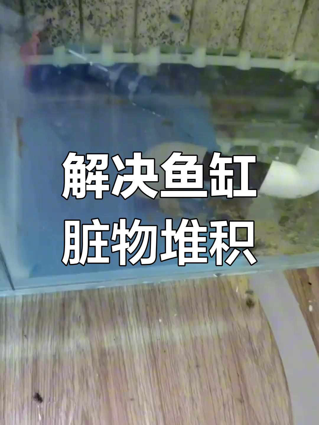 鱼缸过滤系统清理技巧,轻松解决沉淀问题