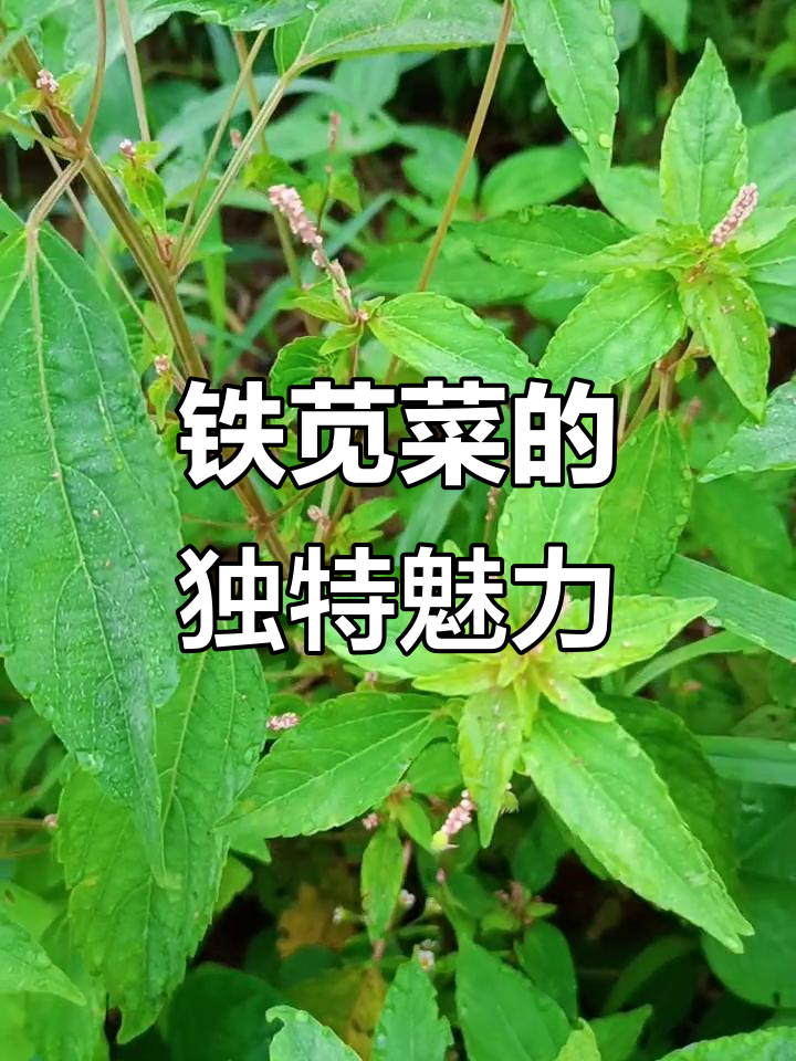铁苋菜:嫩苗可当野菜,茎细长如海蚌汉竹
