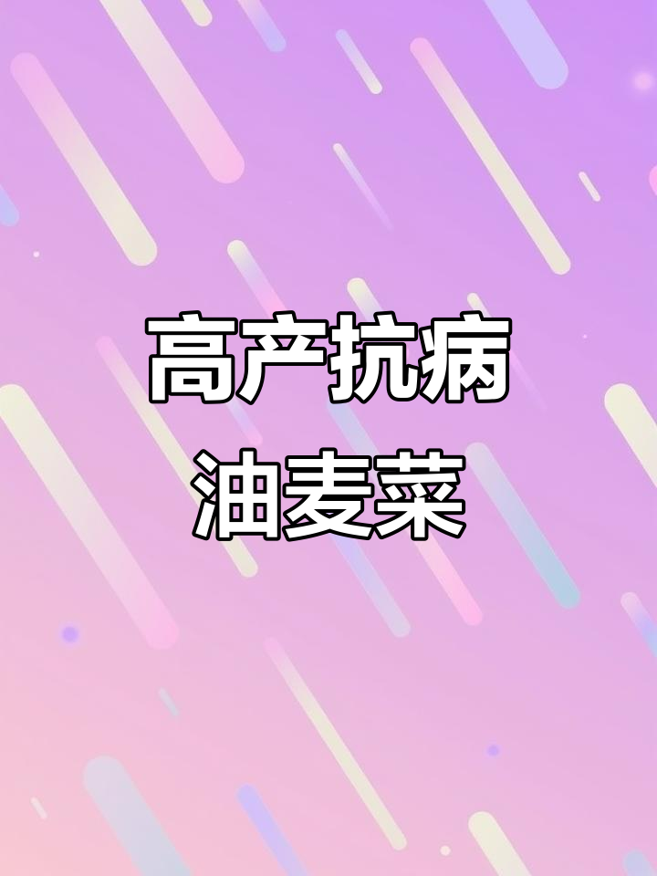 玉金香油麦菜:高产耐热,苗圃热门品种