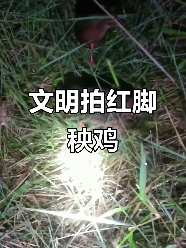 红脚秧鸡叫声,文明拍摄与观鸟