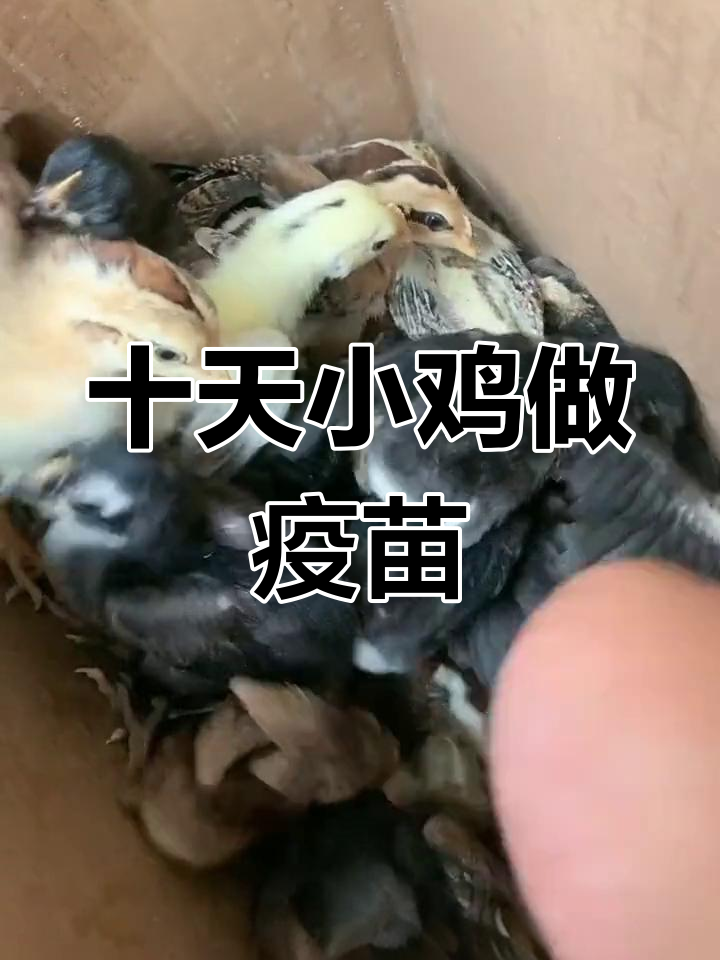小鸡疫苗接种全流程
