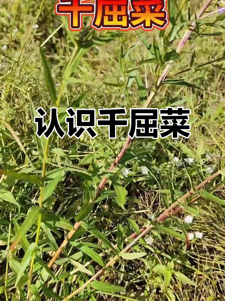 你见过这种野生植物吗?千屈菜,别名败毒草、对叶草