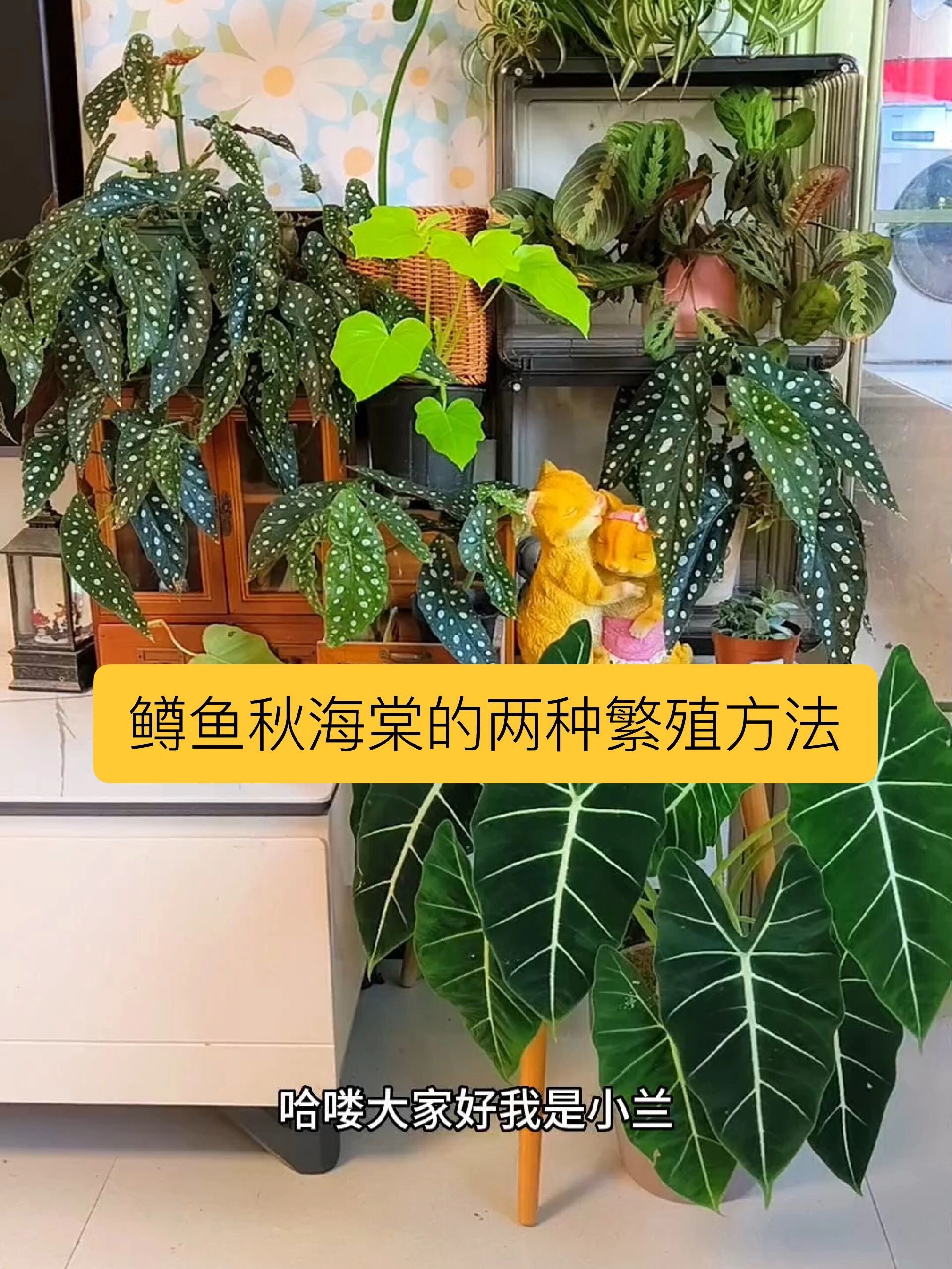 鳟鱼秋海棠的两种繁殖方法