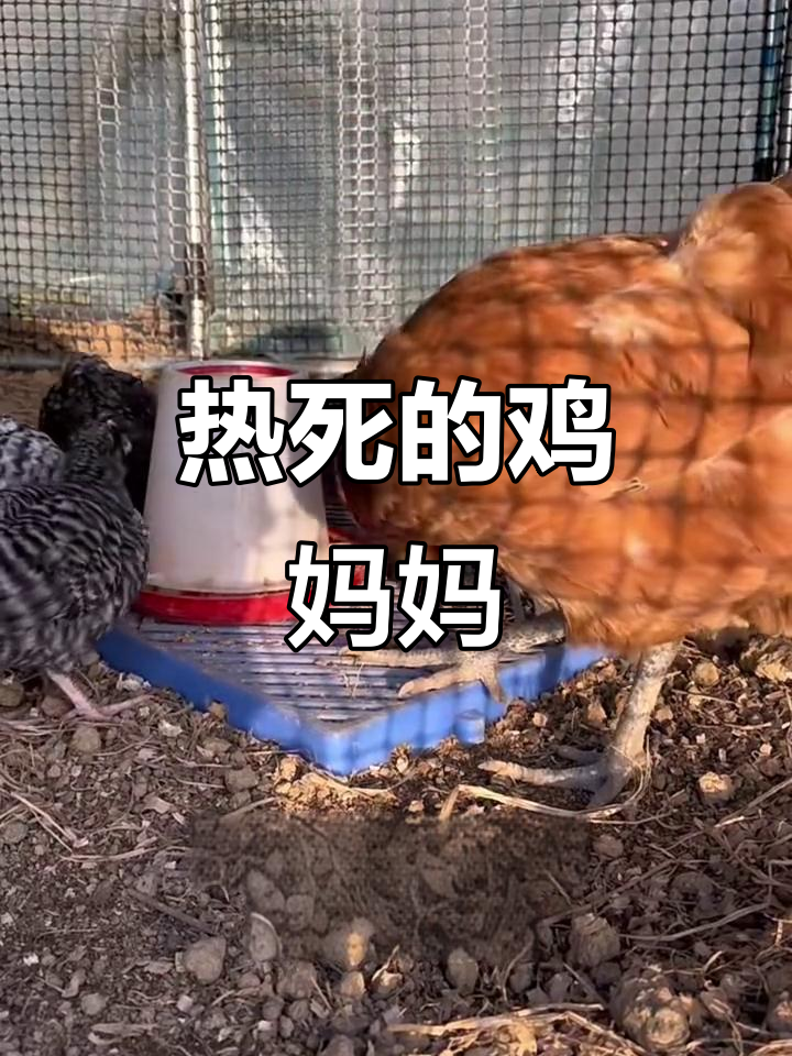 鸡妈妈热死,解剖过程让我泪目
