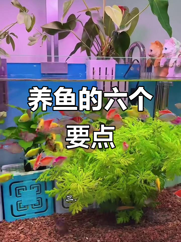 客厅养鱼六大注意事项,选对金鱼和鱼缸才能更美观