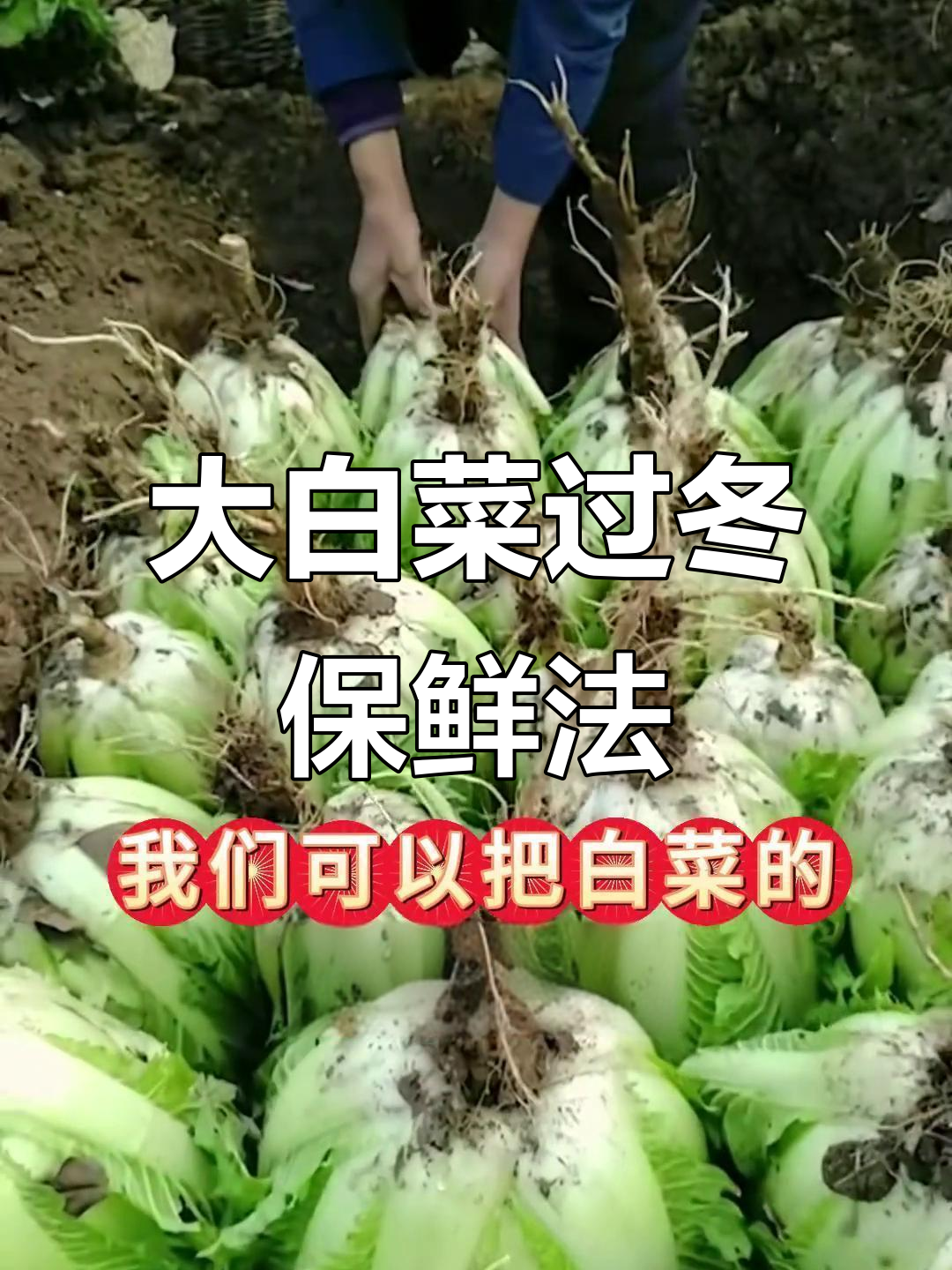冬季白菜储存技巧,教你如何让大白菜新鲜不烂
