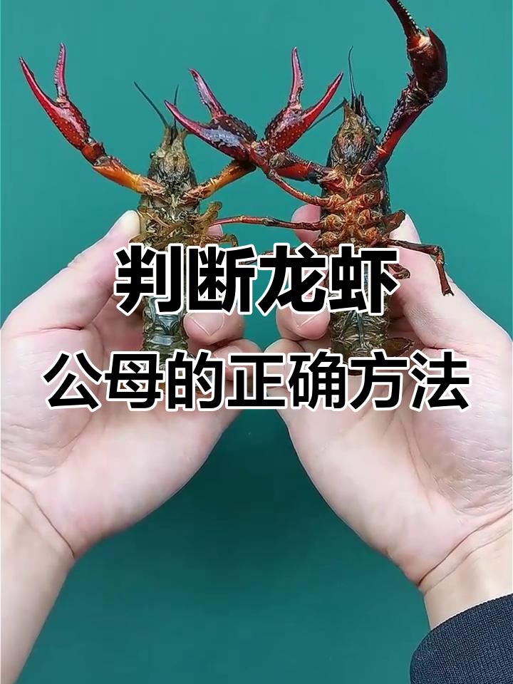 如何正确分辨小龙虾公母?肚皮朝上才是关键