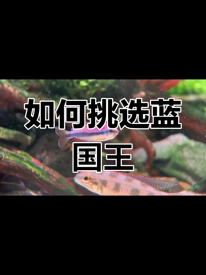 蓝国王与野生灯鱼的辨别技巧