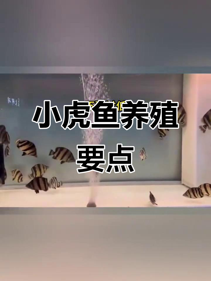 虎鱼苗养殖技巧:从温度到食物全攻略