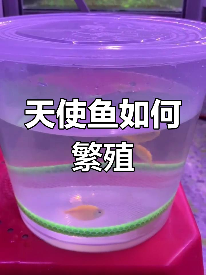 天使鱼产卵全过程揭秘