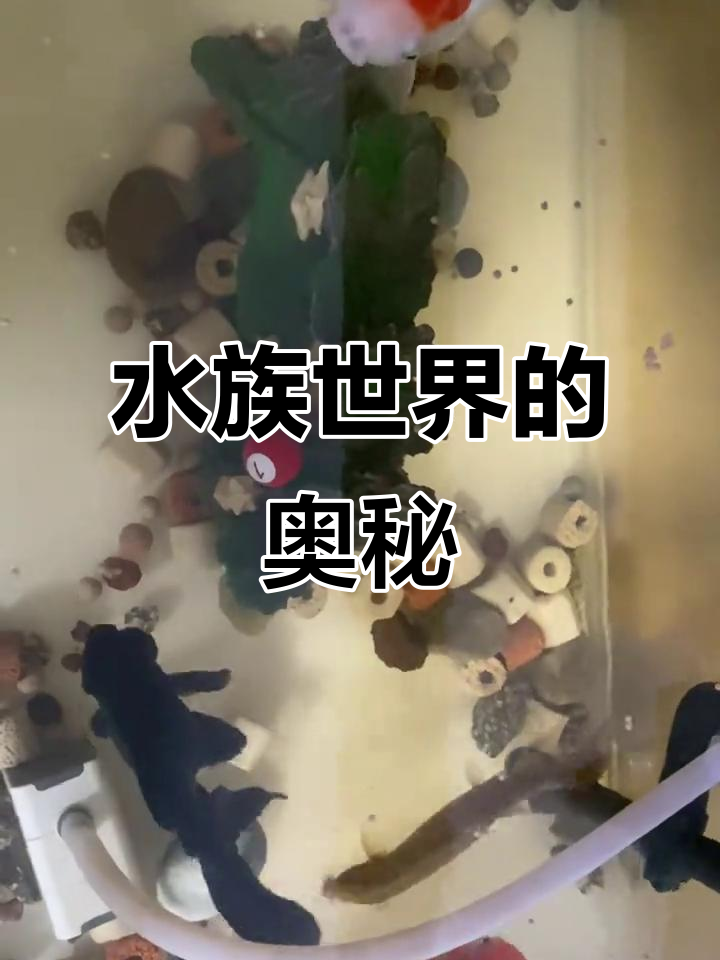 鱼缸里的奇妙世界,探索睿美水族乐趣