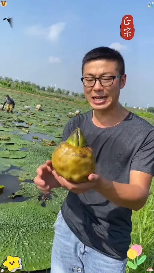 这个新鲜的鸡头米真的很好吃!用来煮汤、清炒、煮粥、煮糖水都非常不错,可以安排给家人尝尝