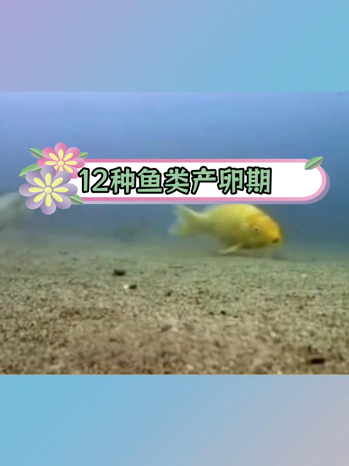淡水鱼产卵时间全解析