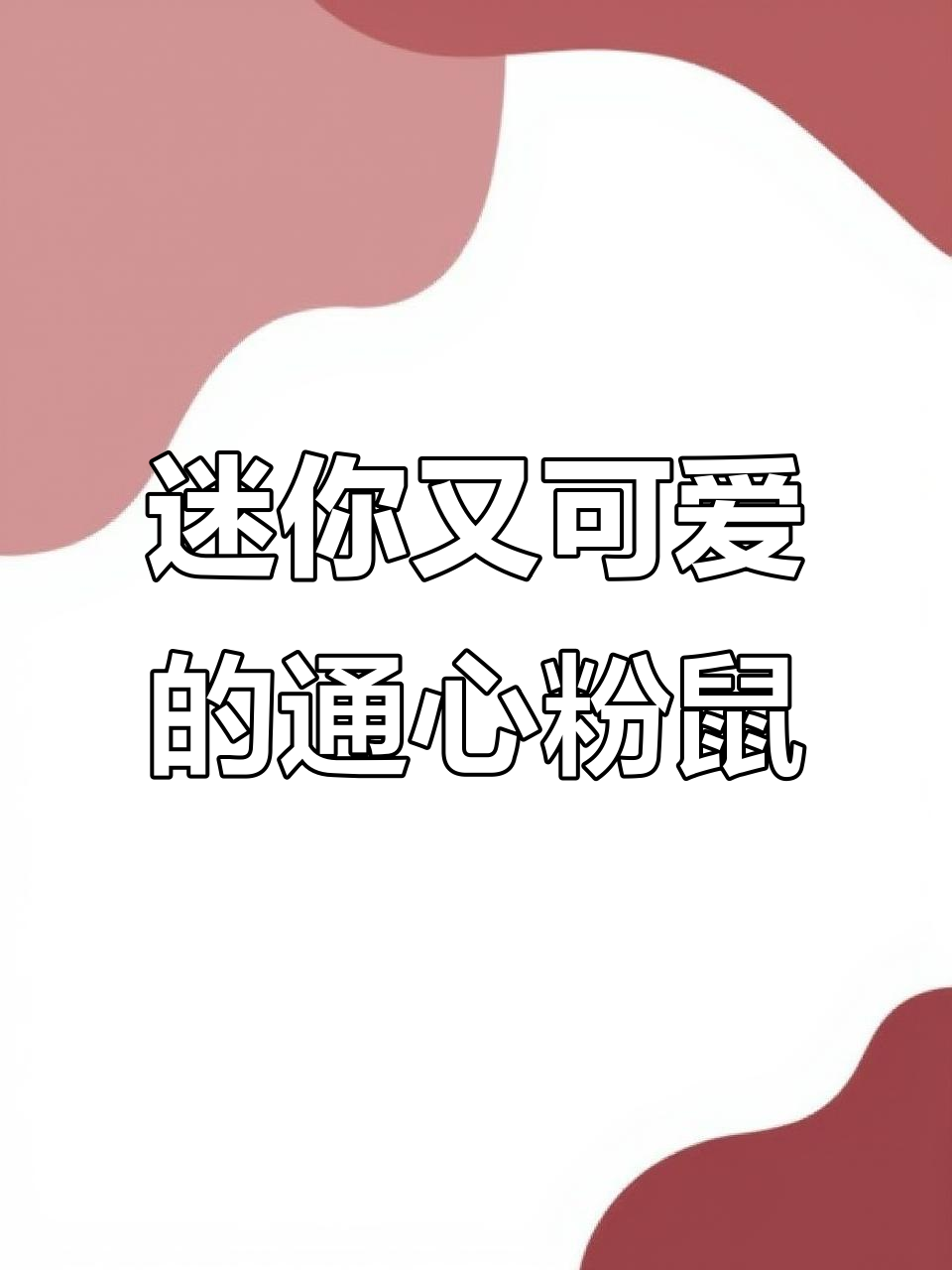 超萌通心粉鼠,迷你猕猴桃般的可爱小生命