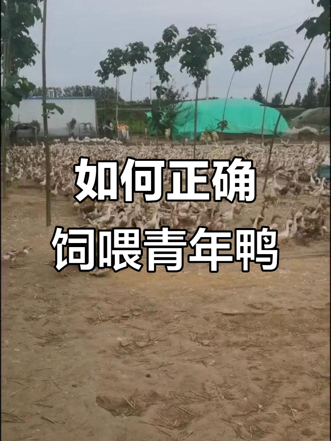 青年鸭饲料如何科学投喂?避免扎堆现象的关键技巧