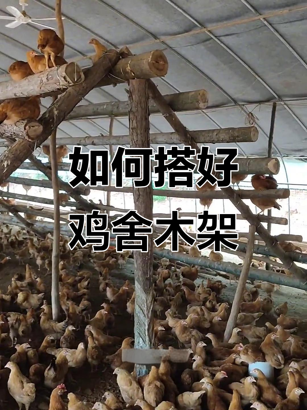 鸡舍木架搭建技巧,避免弯折和断裂