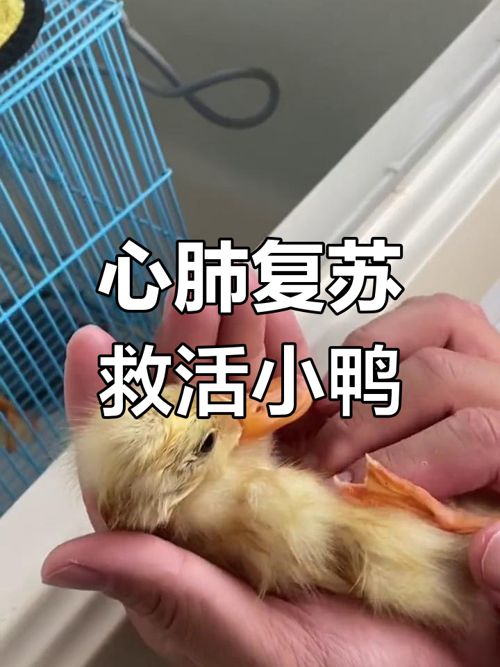 十分钟心肺复苏,小鸭子重获生机